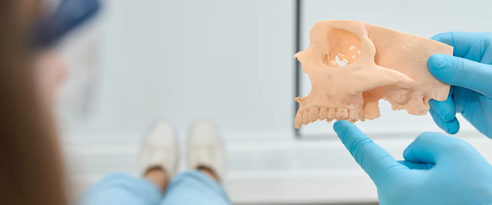 Blue-gloved hands holding a model of a jaw with teeth.