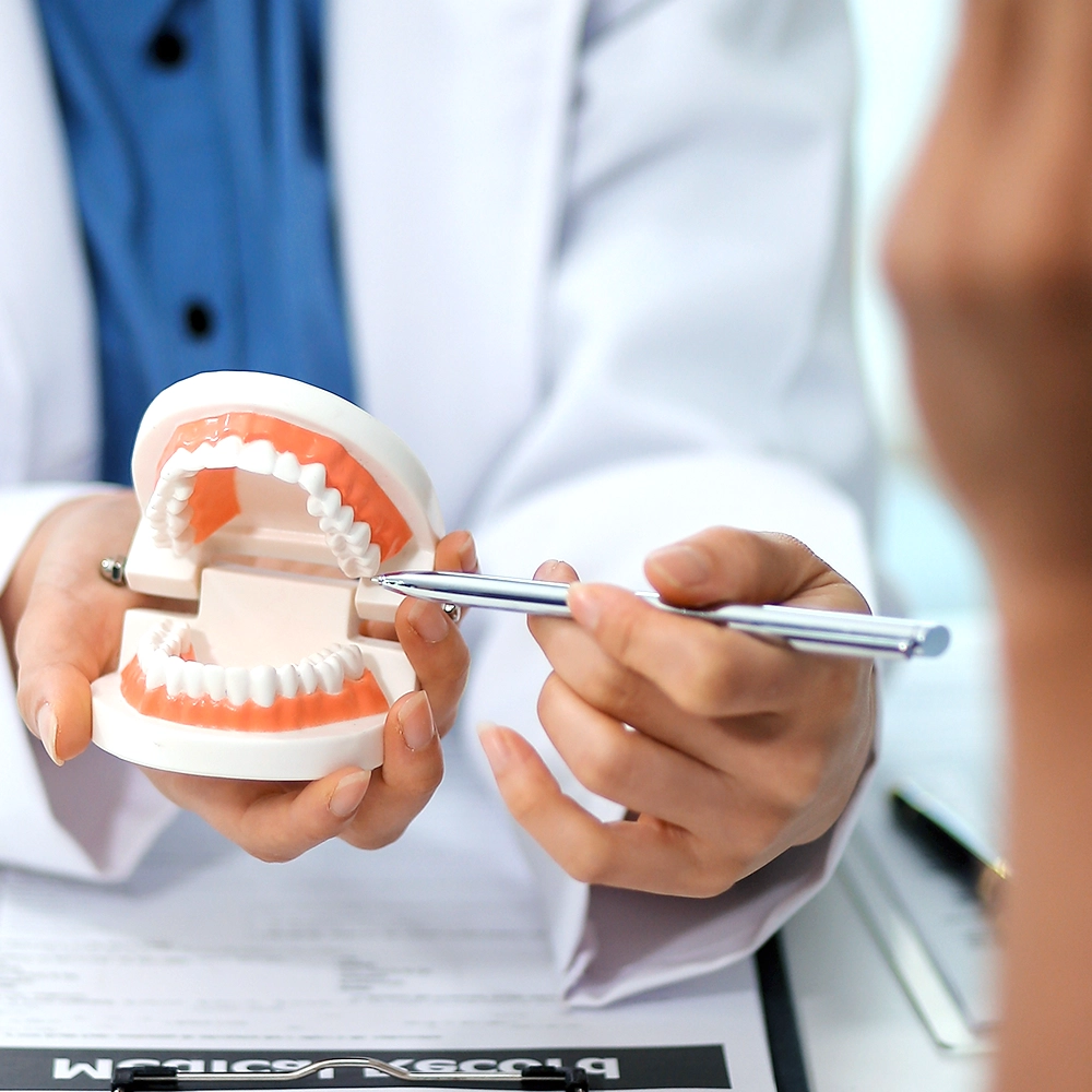 A dentist explaining something using a teeth model.