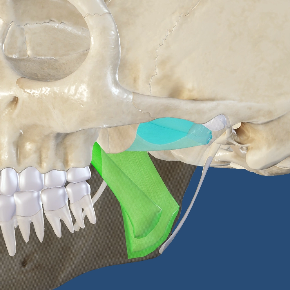 Head anatomy illustration highlighting the jaw muscles.